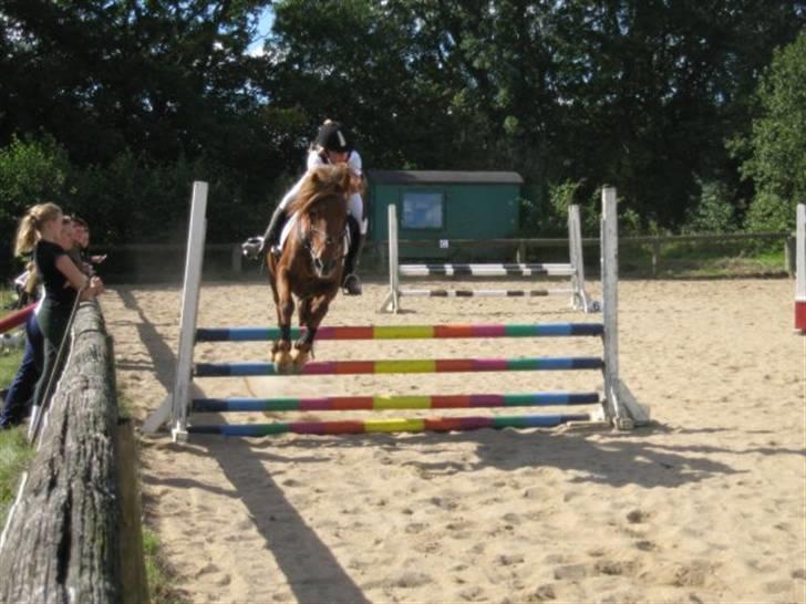 Anden særlig race Barcardi  - Malling igen - flooot pony ;b - med sine øre heeelt fremme :D billede 11