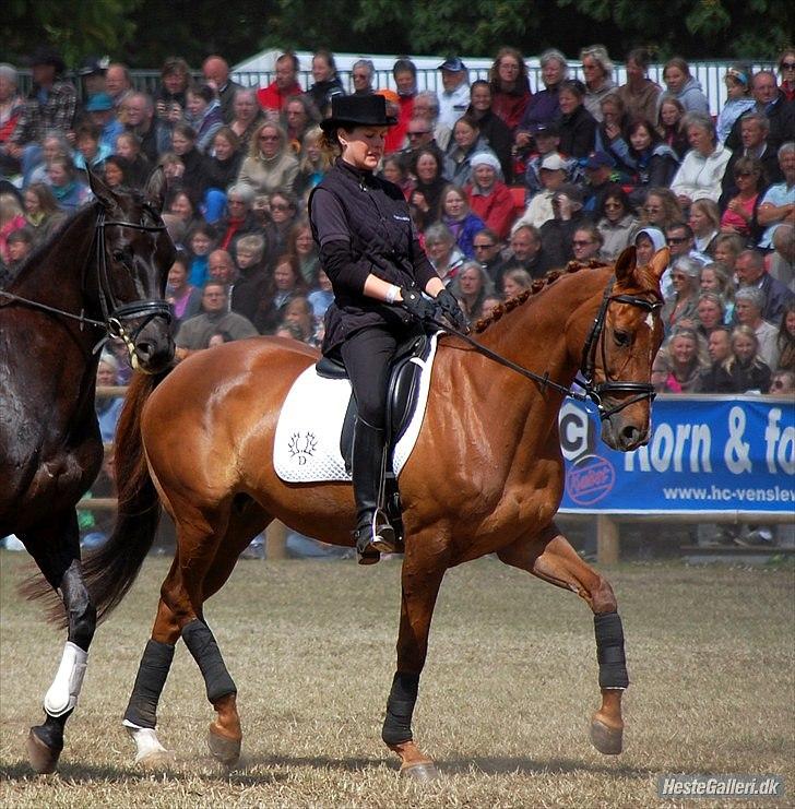 Trakehner Mazurka - Roskilde 2009 billede 1