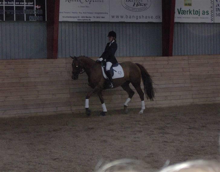 Trakehner Mazurka - Stævne på MARK August 2007 billede 2