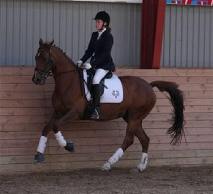 Trakehner Mazurka - Stævne på MARK August 2007 billede 3