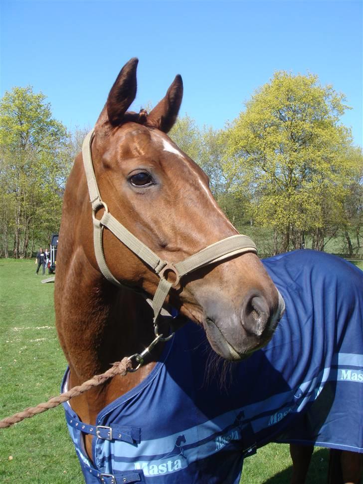 Trakehner Mazurka - Bernstoffparken 2009.  billede 4
