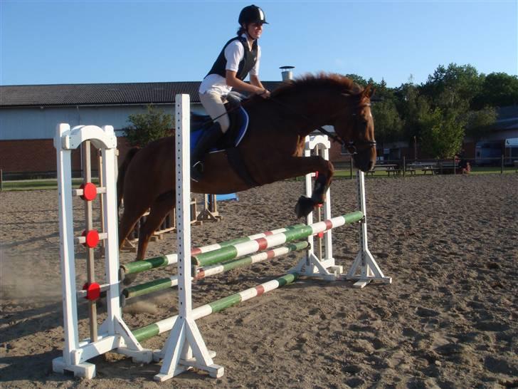 Trakehner Mazurka - Er det mig du tager billede af:P billede 5