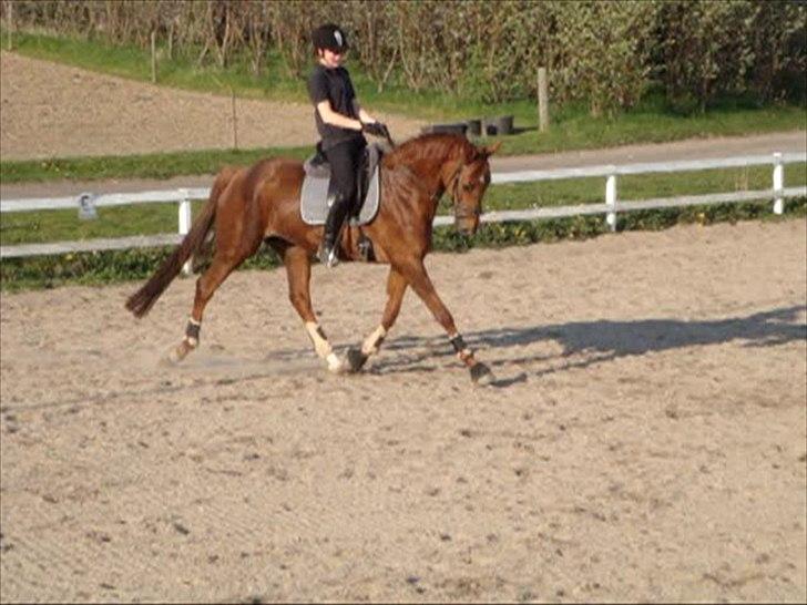 Trakehner Mazurka - træning april 2010. Redet i ca. 2 måneder efter lang pause billede 6