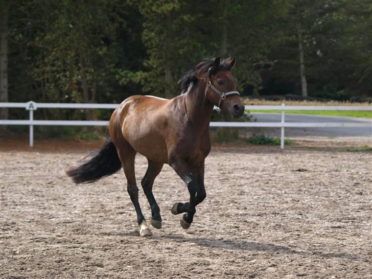 New Forest Kærgaardens Cayenne - Hos Heidi :D Foto: Fie Elsner billede 6