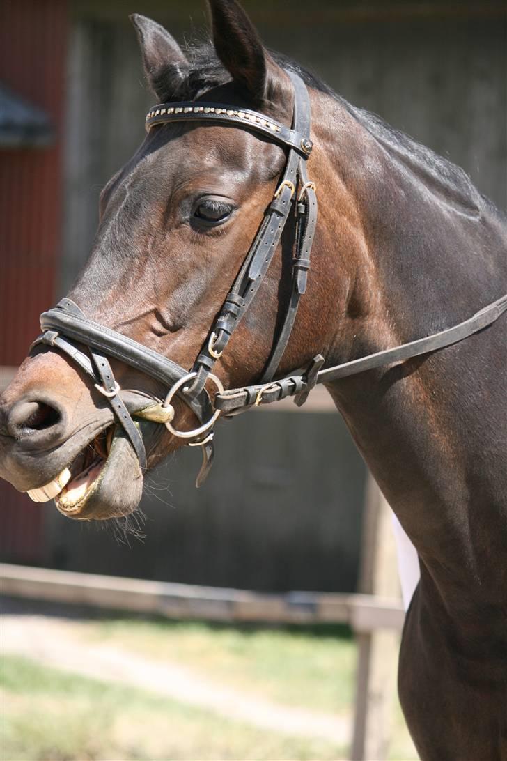 Welsh Cob (sec D) tai ticcazini musen!<3 - when i am feling sad and low, ii just think of you,and i turn back in my heart.. to you ! billede 1