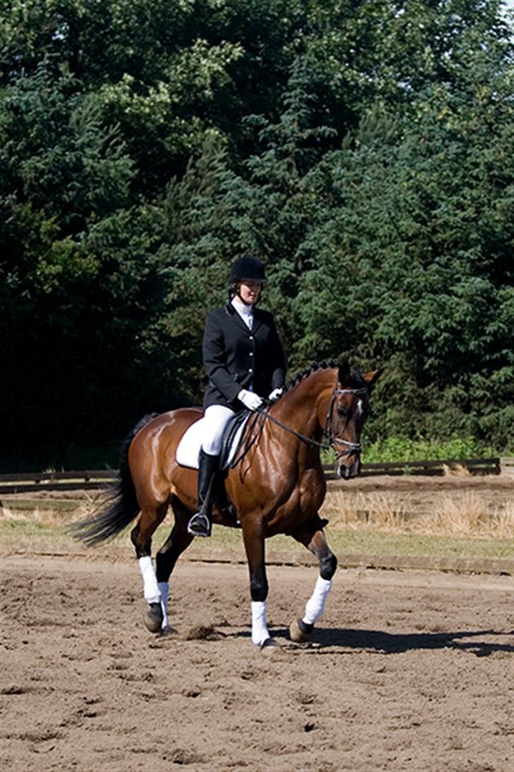 Dansk Varmblod Chanel *Gammel part* - foto: flemming kjær billede 4