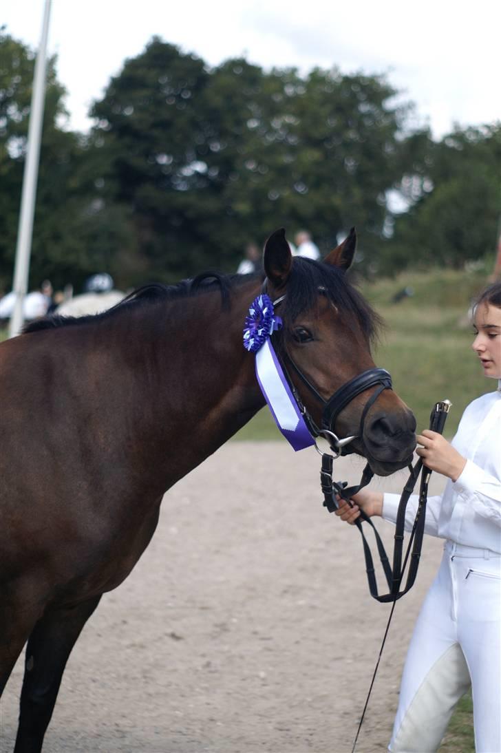 New Forest Kærgaardens Cayenne - Præmieponyen <3 Foto: CTA/Christina Tscherning Andersen billede 11