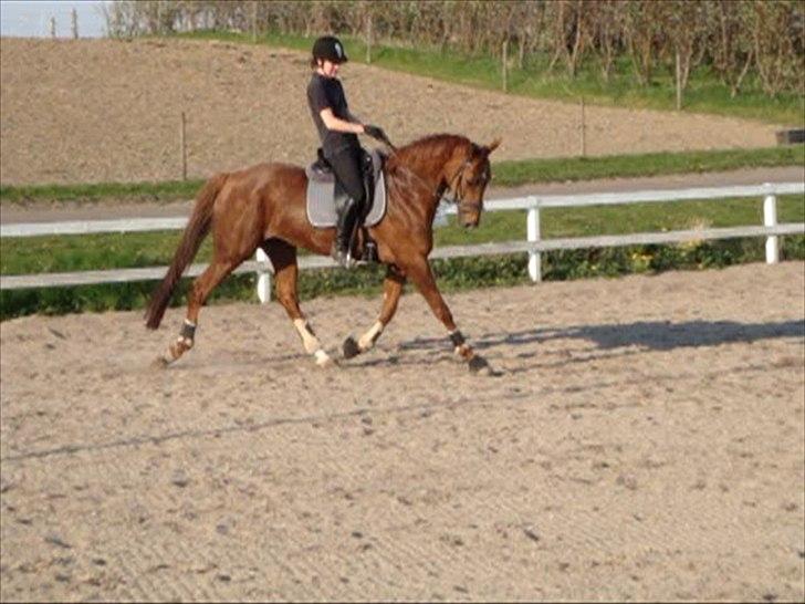 Trakehner Mazurka - Træning april 2010. Redet ca. 2 mdr. efter laaang pause. billede 7