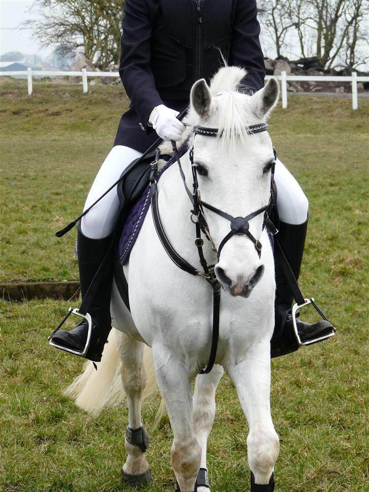 Anden særlig race Cille<3 - Cille og mig opvarmning til stævne i Ringsted rideklub:) billede 18