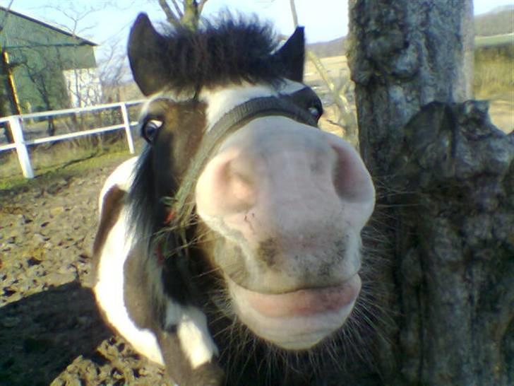 Anden særlig race Pinocchio billede 1