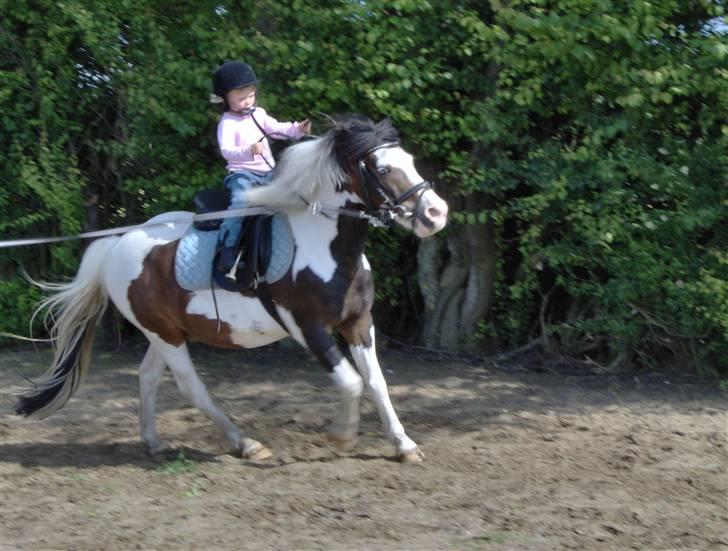 Anden særlig race Pinocchio billede 2