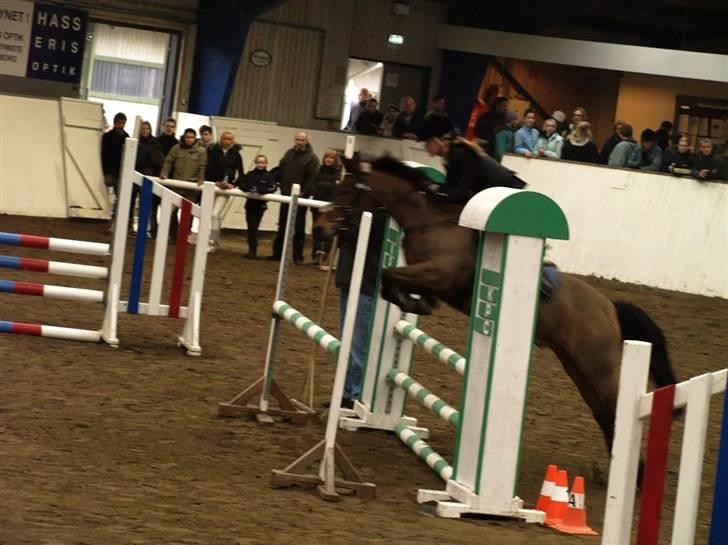 New Forest Otto Solgt. billede 5