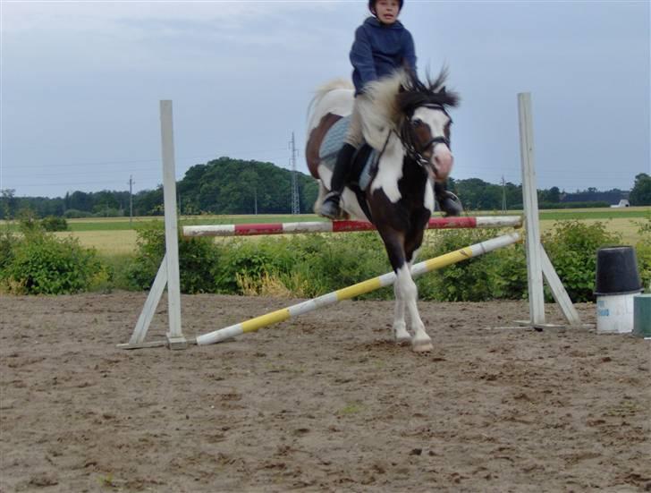 Anden særlig race Pinocchio billede 6