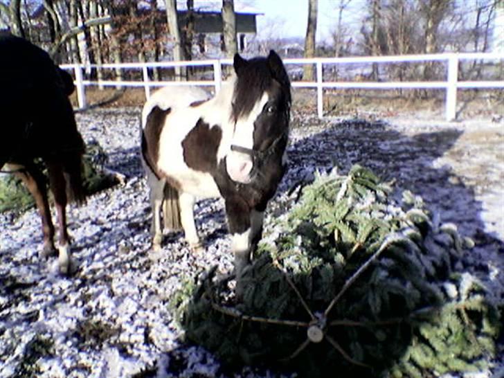 Anden særlig race Pinocchio - Vinter 2005 billede 7