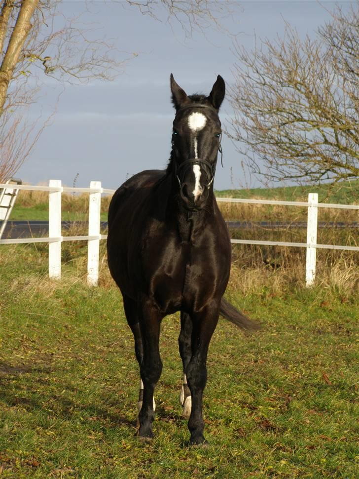 Oldenborg Amadeus billede 12