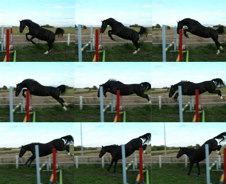 Oldenborg Amadeus - Super fin springserie. :) billede 13