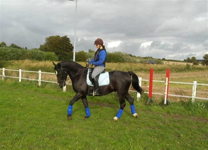 Oldenborg Amadeus - En af de første gange jeg rider ham uden longen billede 14