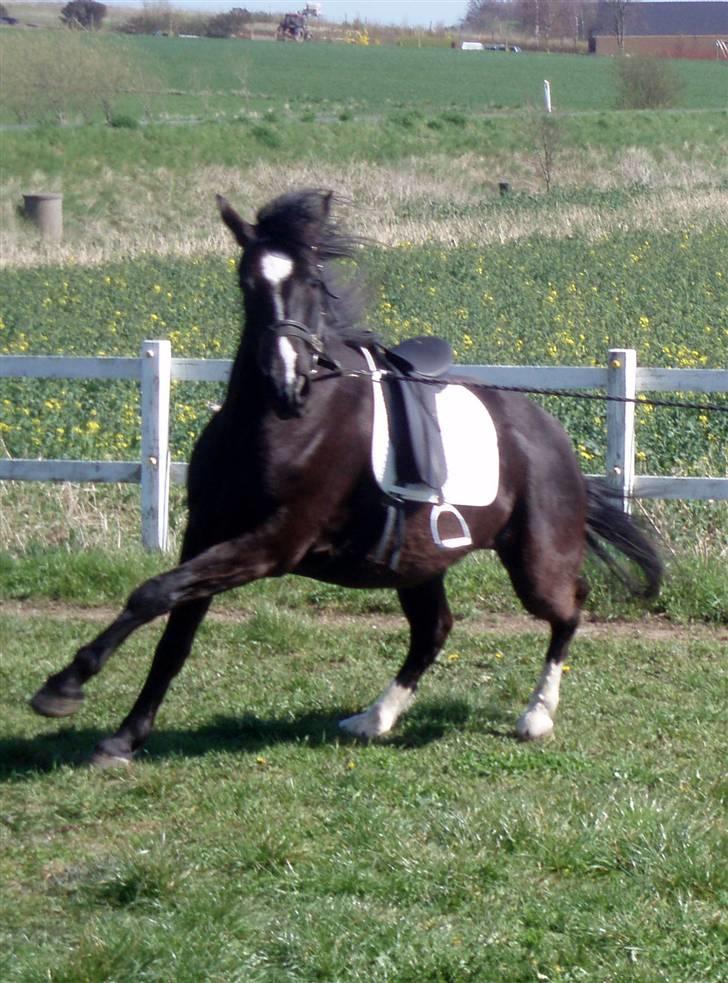 Oldenborg Amadeus - Aaarh.... billede 15