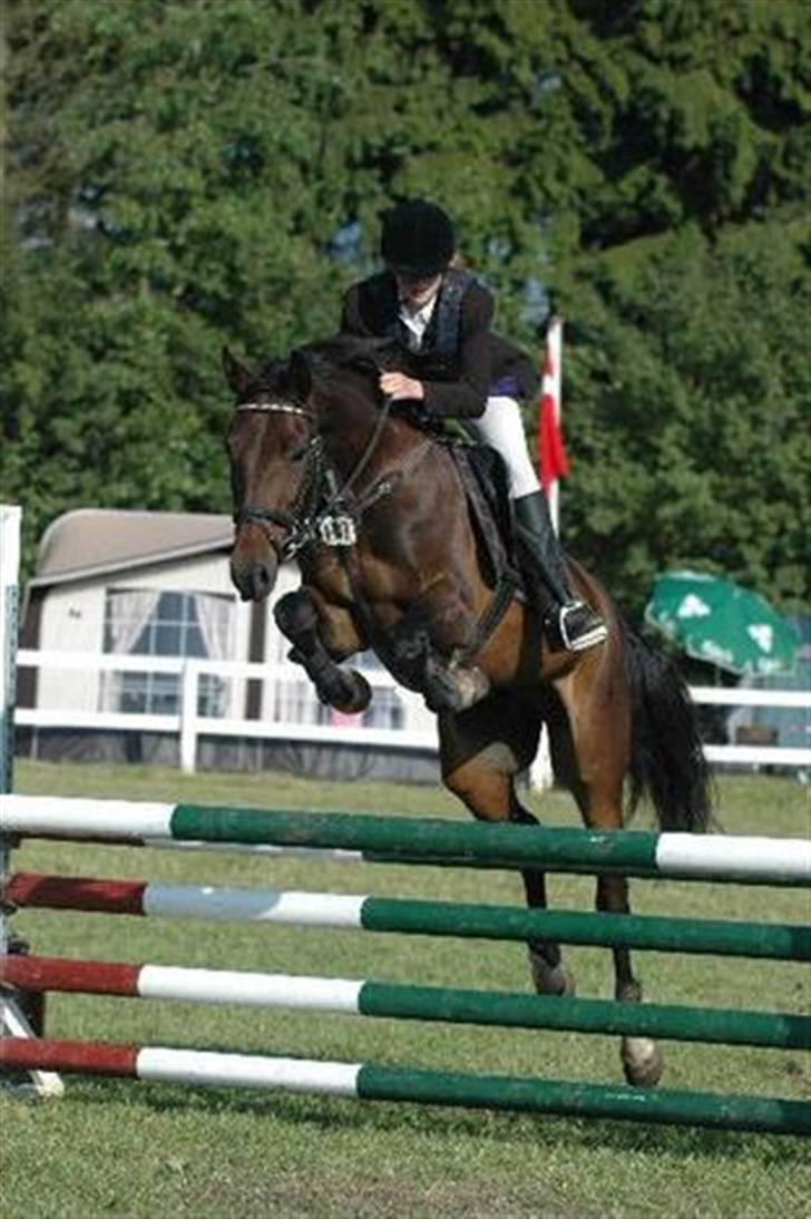 Anden særlig race Oliver billede 6