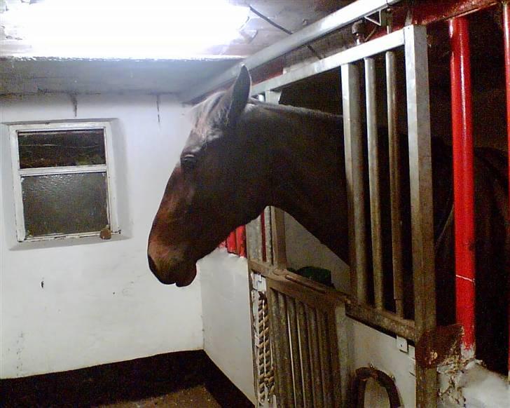 Anden særlig race Oliver billede 7