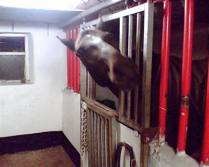 Anden særlig race Oliver billede 8