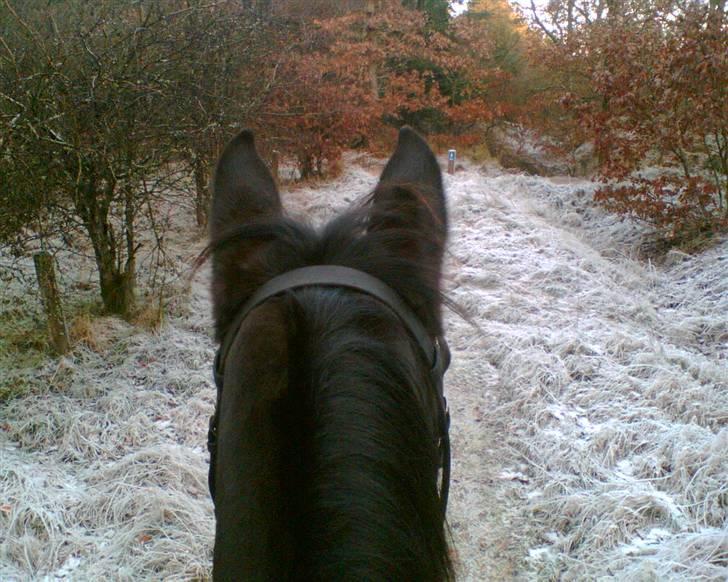 Anden særlig race Oliver billede 9
