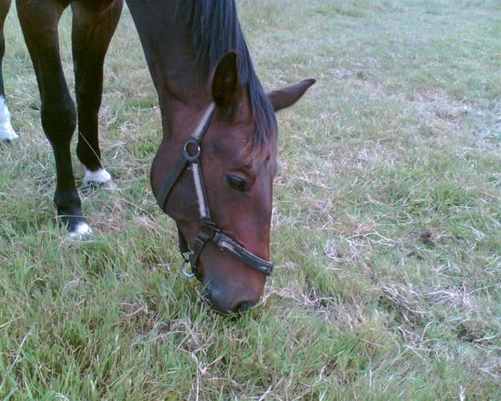 Anden særlig race Oliver billede 10