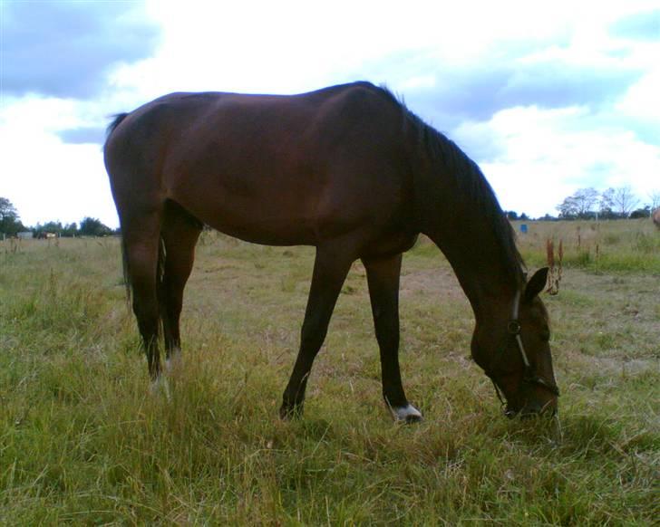 Anden særlig race Oliver billede 12