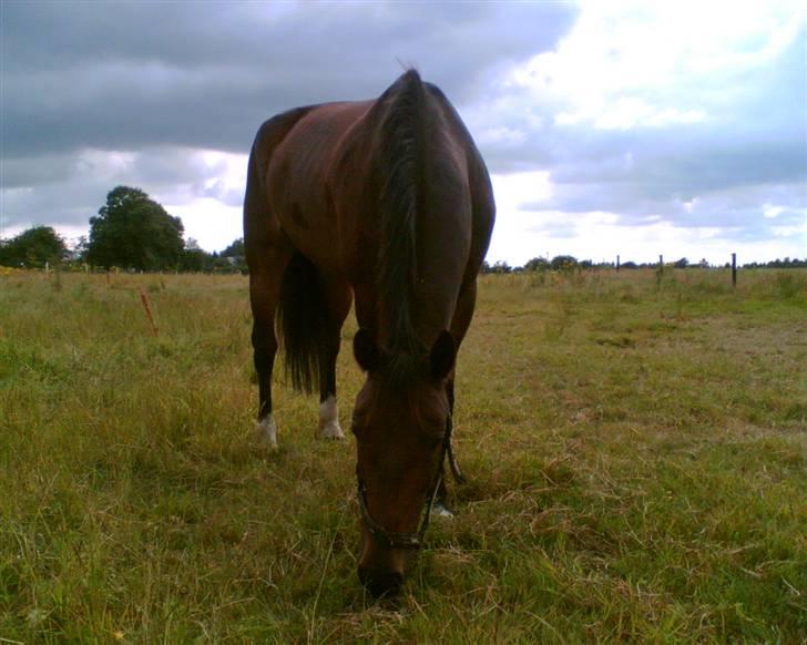 Anden særlig race Oliver billede 13