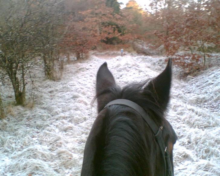 Anden særlig race Oliver billede 14