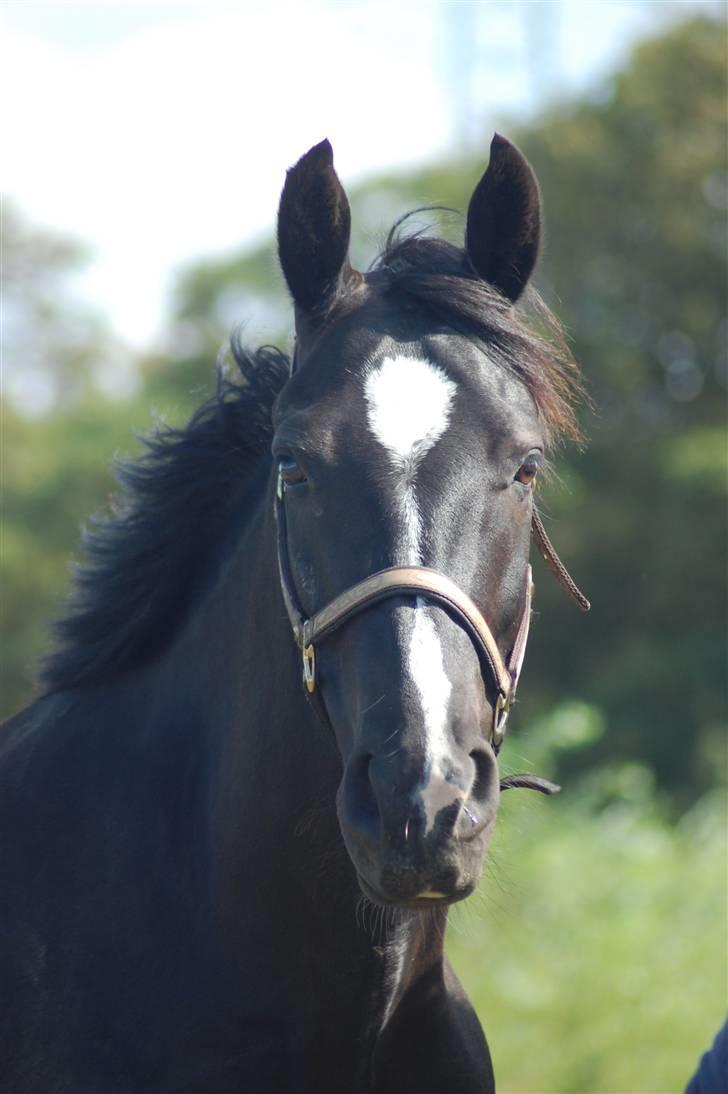 Oldenborg Amadeus - Amadeus i profil. billede 17