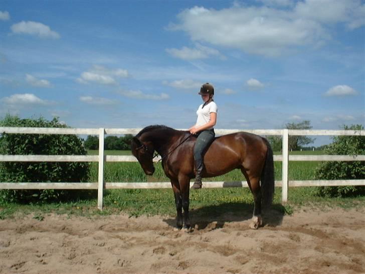 Anden særlig race Oliver billede 16