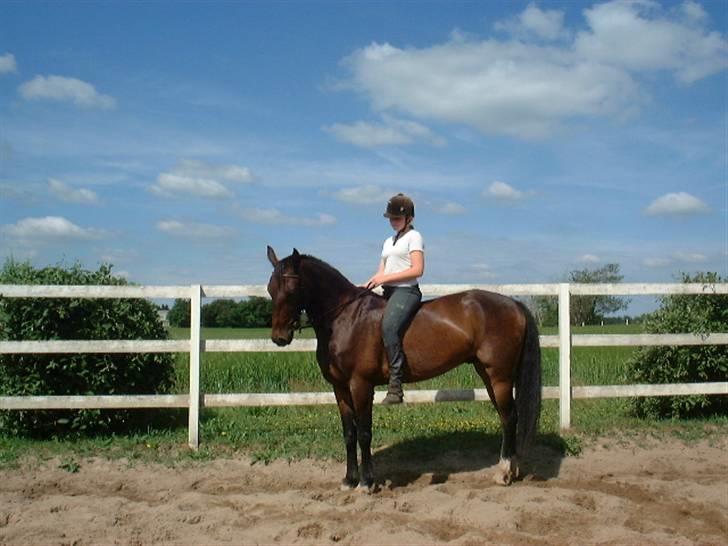 Anden særlig race Oliver billede 17