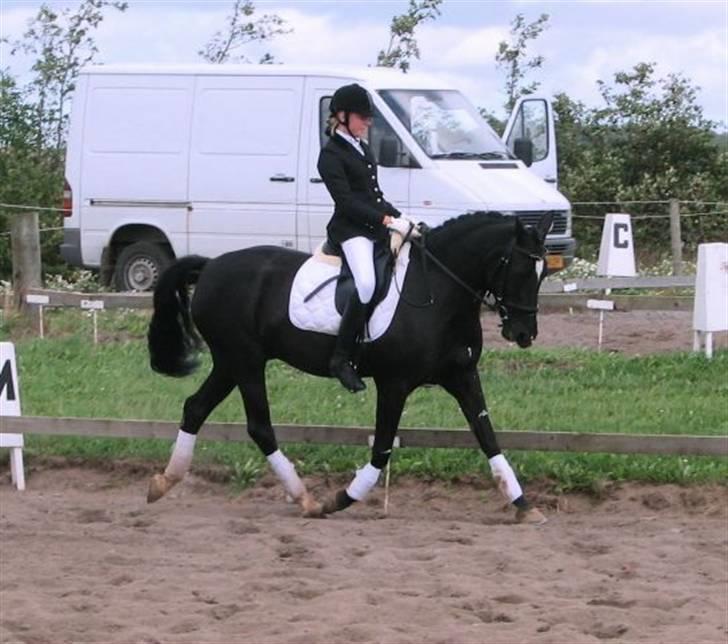 New Forest Zarista SOLGT - <33 billede 4
