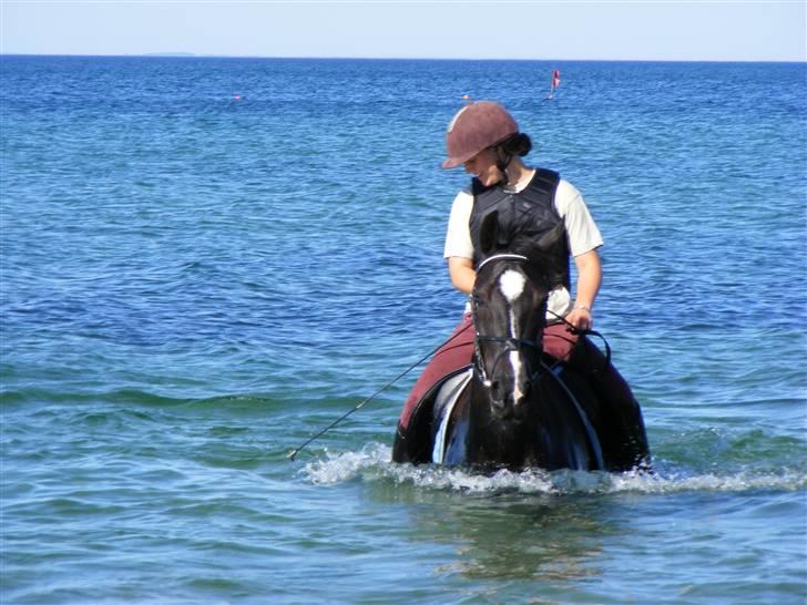 Oldenborg Amadeus - Første gang da vi var på stranden d. 27-07-2008. Amadeus nød det virkelig.. :) Foto: Berit billede 18