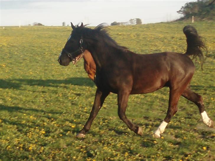 Oldenborg Amadeus - Første dag på sommerfolden, er der noget at sige til man er glad?!! billede 19