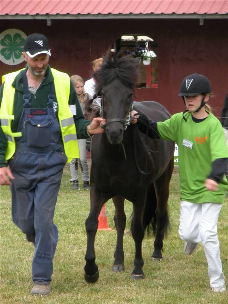 Islænder Skuggi fra risbjerg - til bedømelse på roskilde dyrskue 2009, min far hjælper da line ikke selv kunne holde ham  billede 3