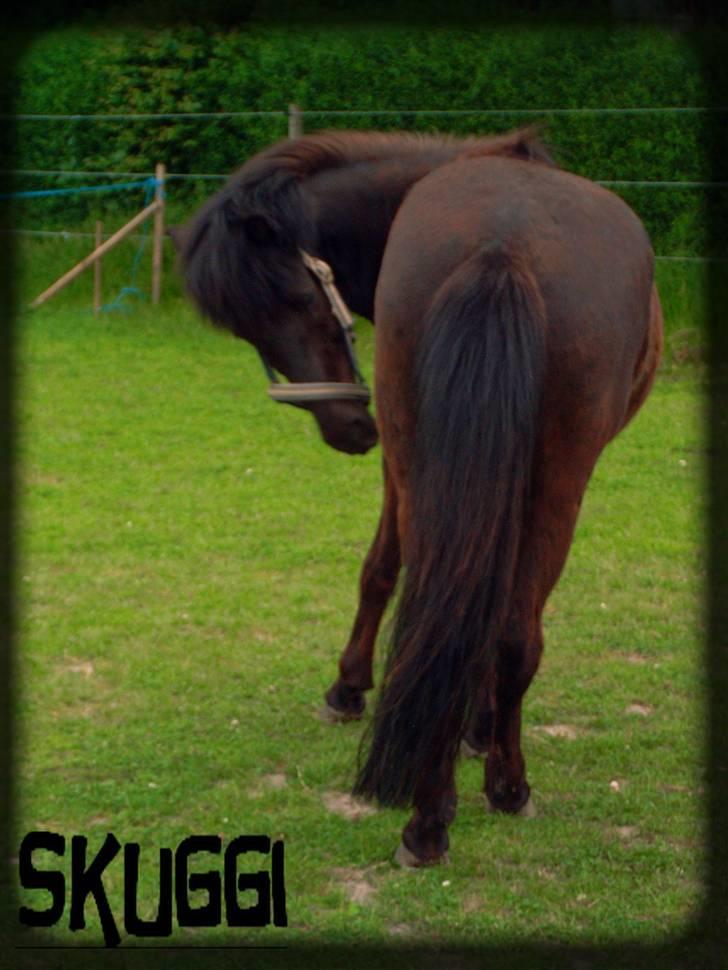 Islænder Skuggi fra risbjerg - uuha det klør=) billede 4