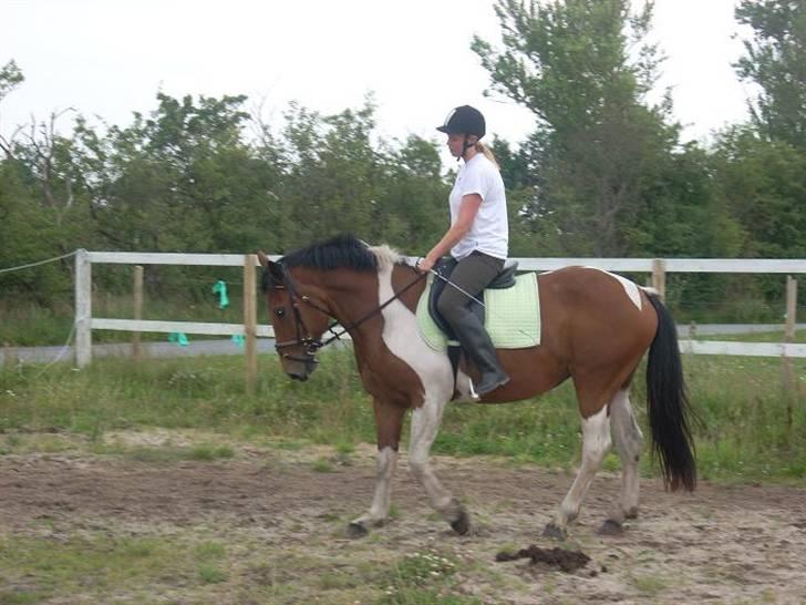 Pinto  Lupin a prena  solgt hulk - Her er vi lige ude at ride igen billede 12