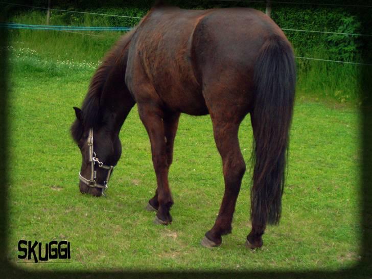 Islænder Skuggi fra risbjerg - det er godt med nået græs=) billede 5