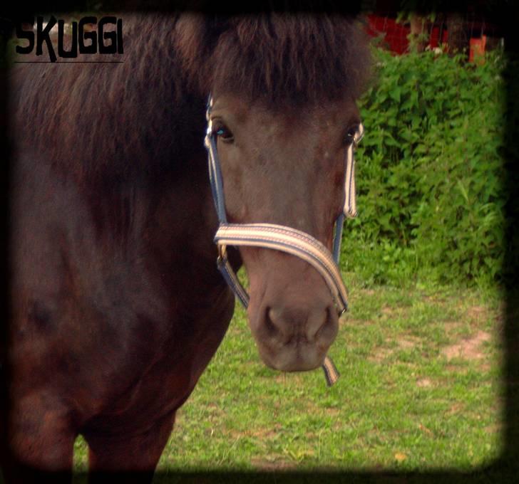 Islænder Skuggi fra risbjerg - hej billede 6