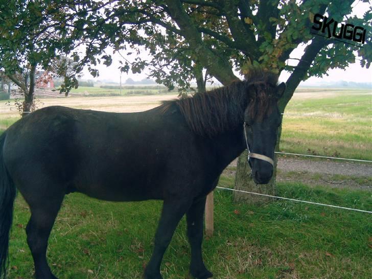 Islænder Skuggi fra risbjerg - på fold billede 7