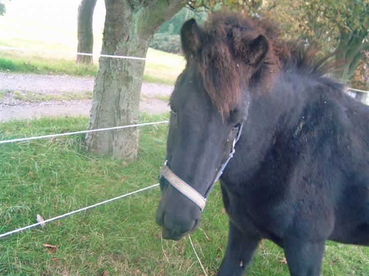 Islænder Skuggi fra risbjerg - hehe hej=) billede 8