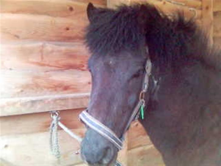 Islænder Skuggi fra risbjerg - et billide af ham der hvor vi hade ham opstaldet før vi fik ham hjem=) billede 9