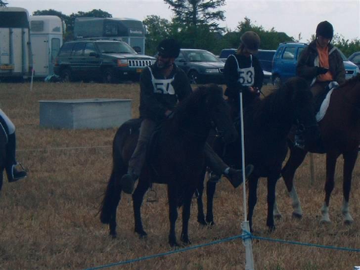 Islænder Skuggi fra risbjerg - far og skuggi til ringridning billede 10