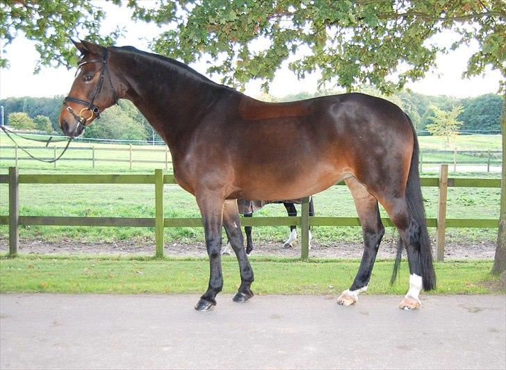 Hollandsk Sportspony Daphne B-pony *solgt* - 7. Daphne billede 7