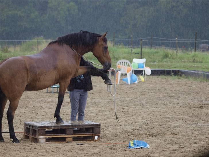 Anden særlig race Bandit Babe - mit liv - I regnvejr :b  billede 18