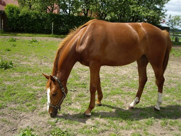 Dansk Varmblod Carisma billede 6