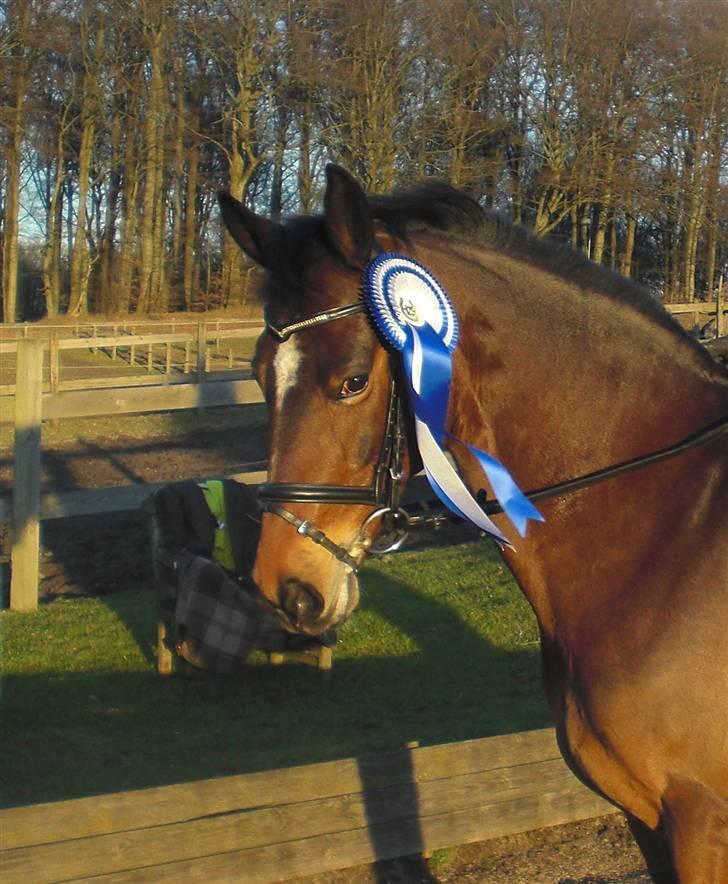 Hollandsk Sportspony Daphne B-pony *solgt* - 8. Vi blev nr. 2 i HØS´s klubchampionat 2008  billede 8