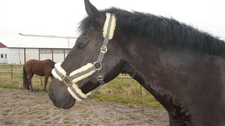 Oldenborg Cassandra solgt billede 15